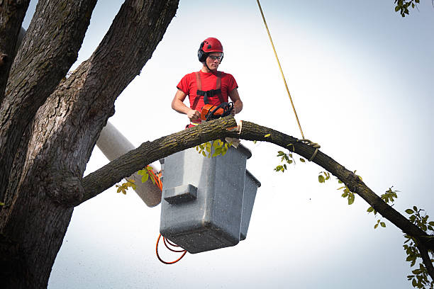 Best Tree Removal Near Me  in Hazel Dell, WA